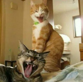 🎥 cats, animals, pets, yawning telegram sticker