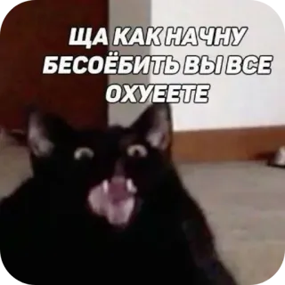 🐱 ЩА КАК НАЧНУ БЕСОЁБИТЬ ВЫ ВСЕ ОХУЕЕТЕ chat, mème, animal, russe, en colère telegram sticker