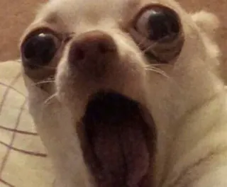 😲 chihuahua telegram sticker