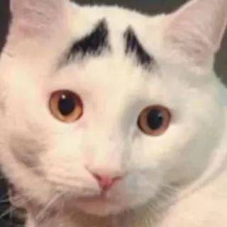 🐱 chat, sourcils, drôle, animal, mème telegram sticker