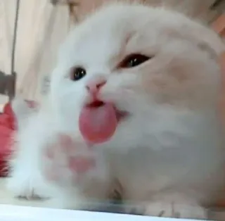 😝 chat, chaton, animal, animal de compagnie, mignon, chat domestique, mammifère whatsapp sticker