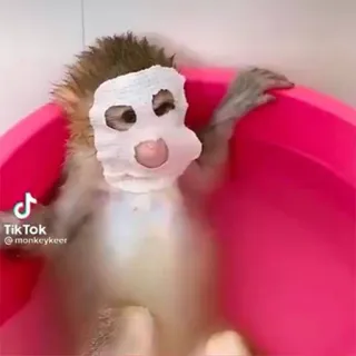 🤿 TikTok
Monkeykeer singe, masque facial, bain, animal, mignon telegram sticker