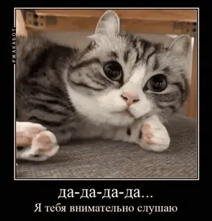 🌟 да-да-да-да...
Я тебя внимательно слушаю cat, cute, meme, listening, funny, pet telegram sticker