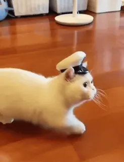 ๐งข gatto, animale, animale domestico, ufficiale, cappello, militare, carino telegram sticker