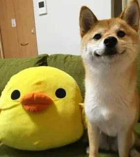 ☁ anjing, shiba inu, boneka, bebek, hewan peliharaan, lucu, binatang telegram sticker