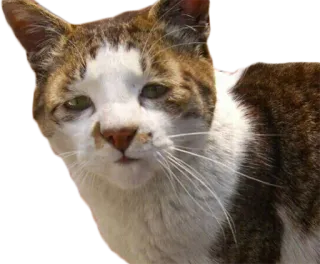 😔 cat, animal, pet, domestic animal, mammal telegram sticker