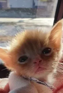🌟 кот, котенок, милый, животное, рыжий telegram sticker