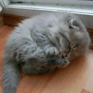 😴 Katze, Kätzchen, schlafend, grau, Haustier, Tier, niedlich telegram sticker