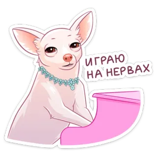 🎹 ИГРАЮ НА НЕРВАХ cachorro, chihuahua, animal de estimação, animal, joias, tocar piano whatsapp sticker