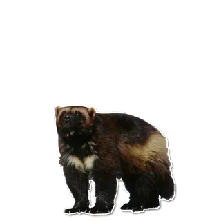 🙃 狼獾, 动物, 哺乳动物, 野生动物 whatsapp sticker