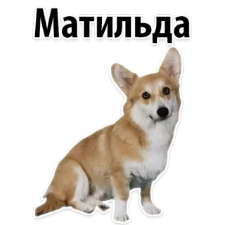 🤓 Матильда dog, corgi, animal, pet, cute, domestic telegram sticker