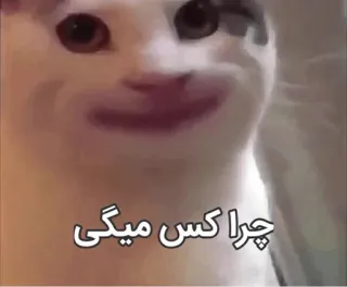 😐 چرا کس میگی cat, meme, funny, cursing telegram sticker