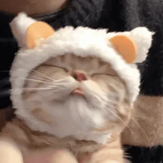 🤪 gato, animal, mascota, lindo, gatito, sombrero telegram sticker