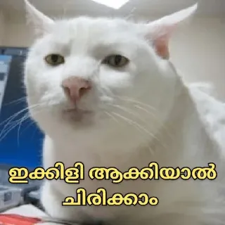 😏 ഇക്കിളി ആക്കിയാൽ ചിരിക്കാം kat, meme, grappig telegram sticker