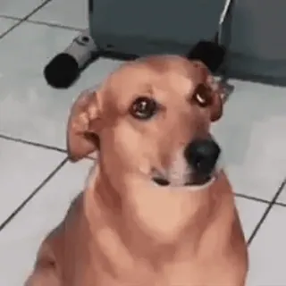 😡 cão, animal, fofo, animal de estimação, engraçado, retrato whatsapp sticker