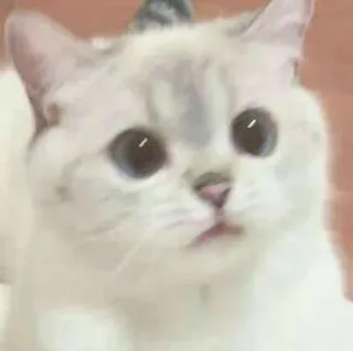 🍬 cat, animal, cute, pet, feline whatsapp sticker