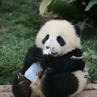 🐼 panda, bébé animal, mignon, animal, ours whatsapp sticker