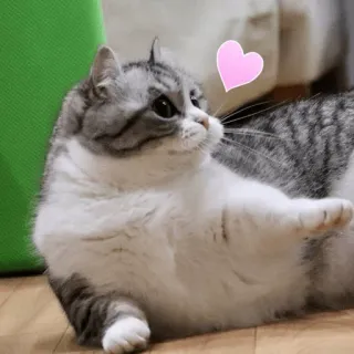 💖 kucing, hewan, hati, imut, hewan peliharaan, cinta, stiker, hewan peliharaan whatsapp sticker