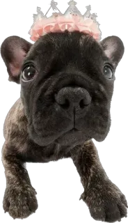 🤩 cane, cucciolo, corona, carino, bulldog francese, animale, animale domestico telegram sticker