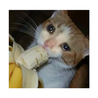 😢 kucing, pisang, sedih, menangis, meme, hewan telegram sticker