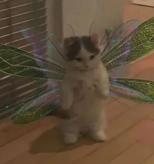 🔰 chat, fée, ailes, chaton, mignon, animal de compagnie telegram sticker