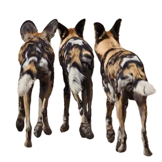 👪 Lycaon, Psy afrykańskie, Gatunki zagrożone, Dzikie zwierzęta, Zwierzęta, Psowate telegram sticker