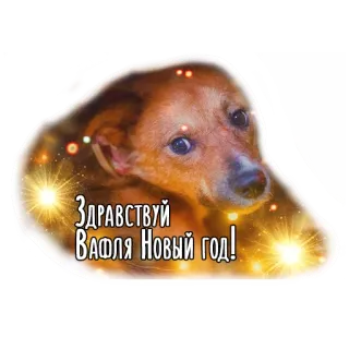 Dogs by @dognfox telegram stickers