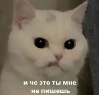 🤍 И че это ты мне не пишешь gato, meme, engraçado, animal, gato branco telegram sticker