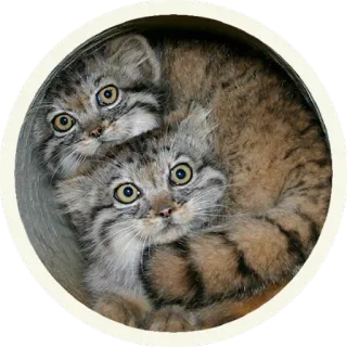 🐾 Манулы @lennysticker telegram stickers