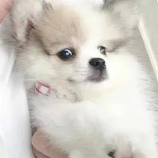 🐶 cachorro, filhote, animal, fofo, animal de estimação whatsapp sticker