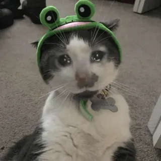 😭 cat, frog, sad, animal, pet, tears, crying telegram sticker
