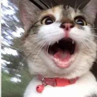 😂 gatto, animale domestico, animale, divertente, bocca aperta, sorpreso telegram sticker