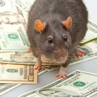 🐭 chuột, tiền, đô la, tiền tệ, gặm nhấm, tài chính telegram sticker