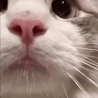 😊 gato, close-up, animal, animal de estimação, felino, fofo whatsapp sticker