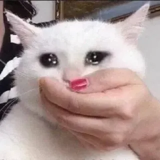 😩 gato, triste, animal, llorando, meme telegram sticker
