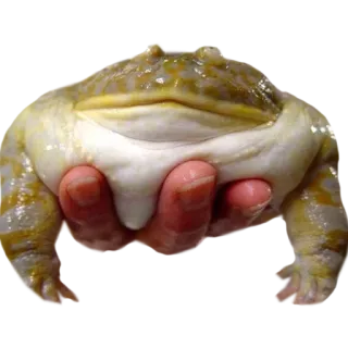 🍔 frog, animal, wildlife, amphibian telegram sticker