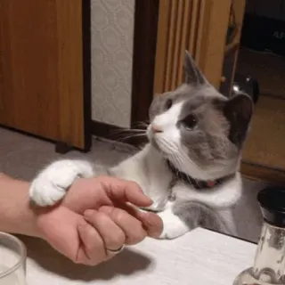 🐾 猫, ペット, 動物, かわいい, 手, テーブル telegram sticker