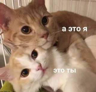 ❤️ а это я
это ты แมว, สัตว์, น่ารัก, ความรัก, คู่ whatsapp sticker