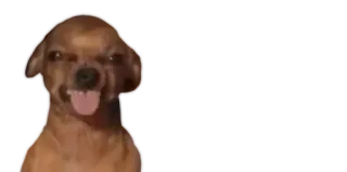 😡 dog, chihuahua, funny, meme, pet, animal telegram sticker