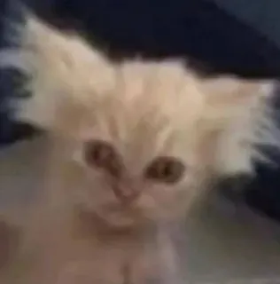 🤡 Katze, Kätzchen, lustig, Tier, Haustier, Meme telegram sticker