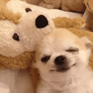 🐾 Hund, Chihuahua, Welpe, süß, Haustier, Tier telegram sticker
