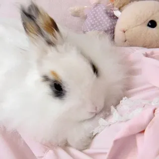 🌟 rabbit, bunny, animal, cute, fluffy, pet, mammal whatsapp sticker