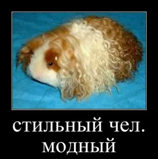 🐹 стильный чел. модный Cochon d'Inde, Animal, Mème, Stylé, Drôle, Animal de compagnie whatsapp sticker
