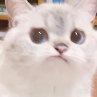 🧸 gatto, animale, animale domestico, mammifero, felino, carino, gatto domestico telegram sticker