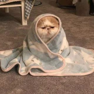 🥳 Katze, Kätzchen, Decke, gemütlich, süß, Haustier, Haustier telegram sticker