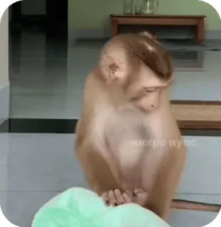🪸 микро пупс monyet, binatang, tidak menyinggung, meme telegram sticker