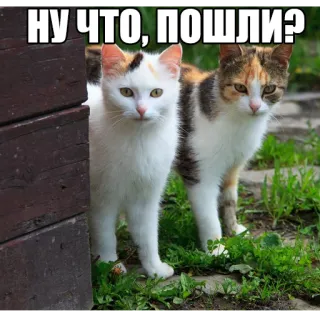 ✊ НУ ЧТО, ПОШЛИ? gatos, animales, ruso, pregunta, meme telegram sticker