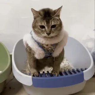 🐾 猫, 宠物, 动物, 家猫, 猫科, 可爱 telegram sticker
