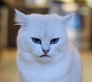 🌝 gato, gato branco, olhos azuis, animal, animal de estimação, fofo, felino, gato rabugento whatsapp sticker