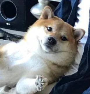 😐 chien, shiba inu, animal de compagnie, animal, mème, détente telegram sticker